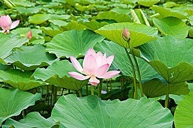 《最终幻想16》Game Informer杂志封面